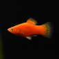 Preview: Platy Rot, Xiphophorus maculatus var. red